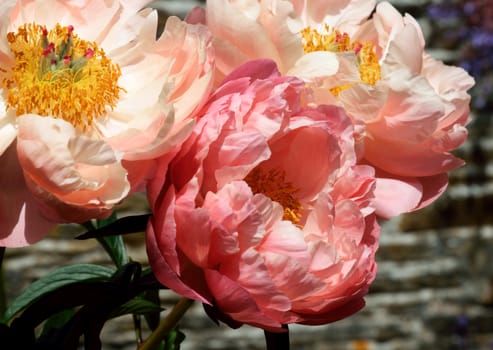 Paeonia "Coral Charm".
Paeonia, "Coral charm". A vibrant flowering shrub.