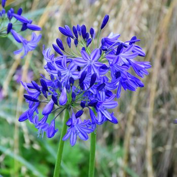 Agapanthus.
This is a beautiful summer  flower, vibrant and colorful, a stunner in the garden, or as a cut flower in the house.

