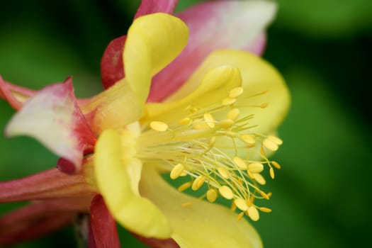 Close up portrait of a beautiful yellow and purple Aqualegia. (common name..Grannies Bonnet).