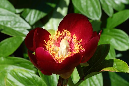 Paeonia
Paeonia, "Coral charm". A vibrant flowering shrub.