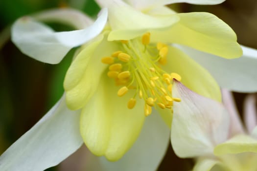 Close up portrait of a beautiful yellow and white Aqualegia. (Common name..Grannies Bonnet).