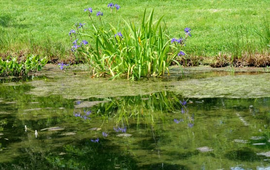Water scene. Reflections of Iris in lake..