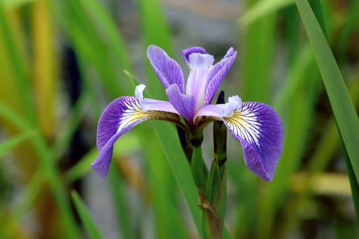 Beautiful Blue Iris.