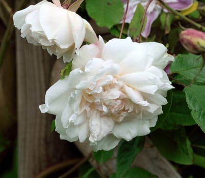 Madame Alfred Carriere. An old fashioed English climbing rose.