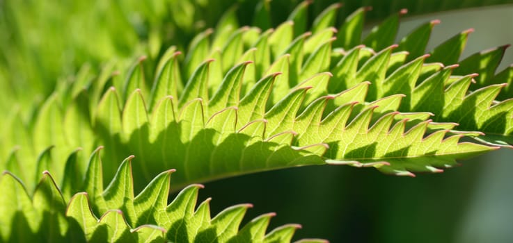 Melianthus.

An exotic plant from South Africa with leaves which look like sharks teeth.