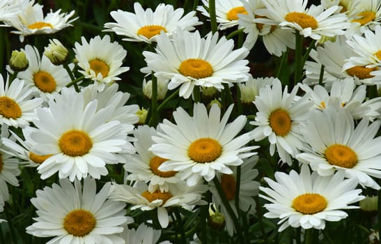 White daisies.
Brilliant display of white summer daisies.
