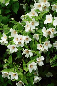 White blossom and green foliage of this garden shrub sparkles in the summer light.