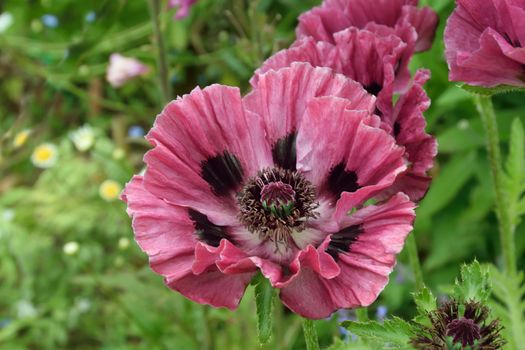 Poppy close up.

This is a beautiful summer  flower, vibrant and colorful a stunner in the garden, or as a cut flower in the house.

