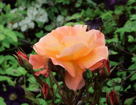 Rosa; Romantic Dream

A delightful almond pink summer rose gracing an English country garden..
