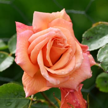 A lovely  Pink colored rose..
