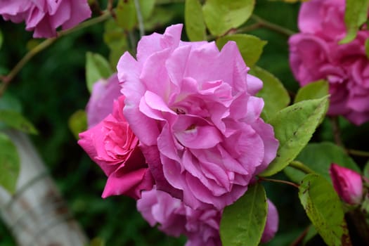 A lovely old fashioned Pink colored rose..
