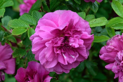 Rugosa Rose
A lovely old fashioned Pink colored rose..