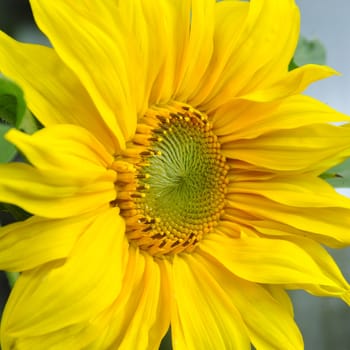 Sunflower in close up.

A beautiful floral portrait of a gree centered yellow sunflower .