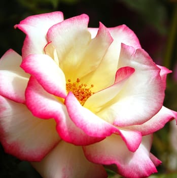 A lovely  Pink and white colored rose..
