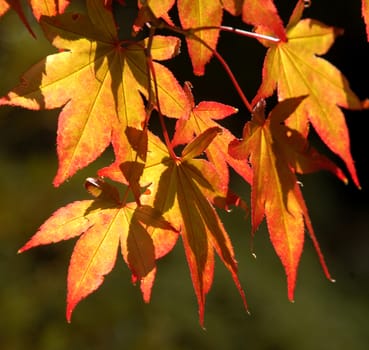 Beautiful image of russet colored leaves framed with the Autumn sun shining through them, a stunning sight.
.