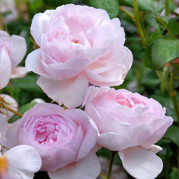 A lovely old fashioned Pink colored rose..