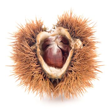 Chestnuts with shell isolated on white background.