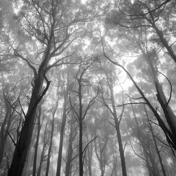 Mystical view of forrest tree tops in monochrome