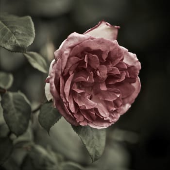 Pink Rose Blossoms in a Garden