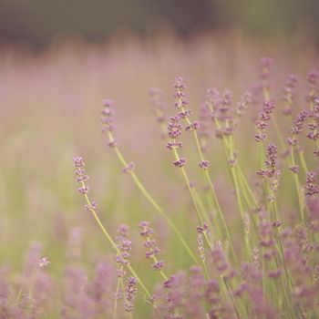 Lavender Flowers Spring season