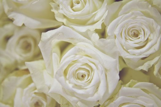 Close up of White Roses Flowers