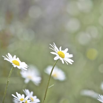 Field of daisy flowers in Springtime