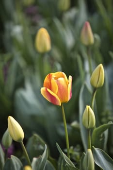 Tullips in a Garden