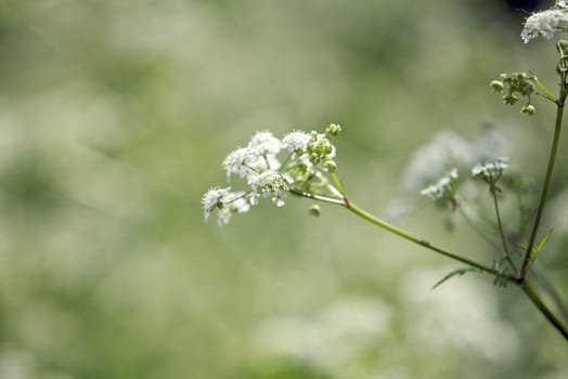 Flowers in a a park