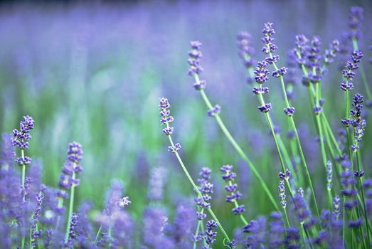 Lavender Flowers in a Field