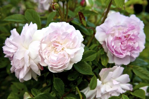 Pink roses in a garden, Engalnd