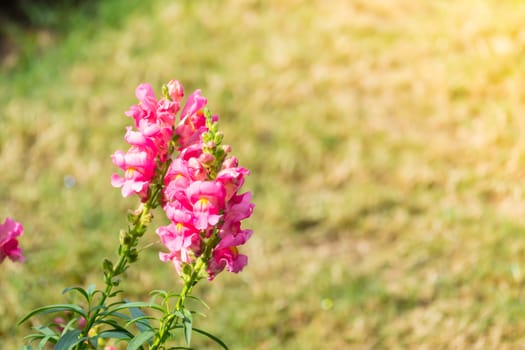 The background image of the colorful flowers, background nature