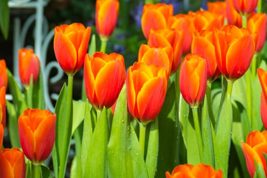 Tulip. Beautiful bouquet of tulips. colorful tulips. tulips in spring,colourful tulip