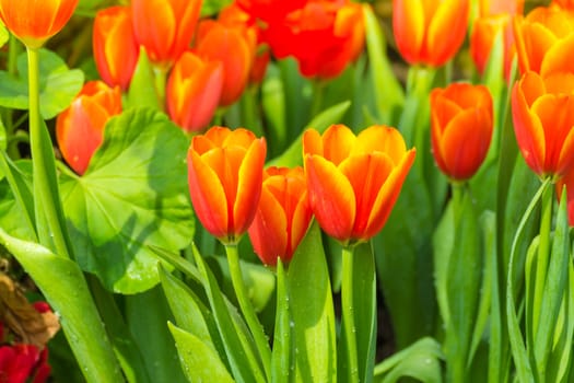 Tulip. Beautiful bouquet of tulips. colorful tulips. tulips in spring,colourful tulip