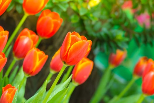 Tulip. Beautiful bouquet of tulips. colorful tulips. tulips in spring,colourful tulip