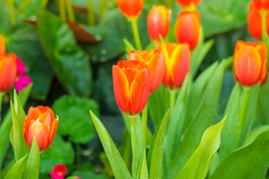 Tulip. Beautiful bouquet of tulips. colorful tulips. tulips in spring,colourful tulip