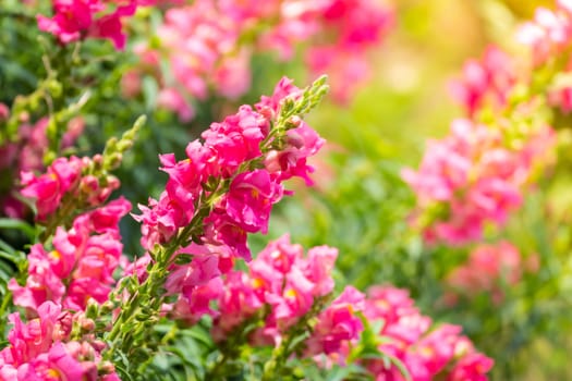 The background image of the colorful flowers, background nature