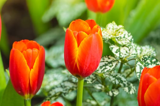 Tulip. Beautiful bouquet of tulips. colorful tulips. tulips in spring,colourful tulip