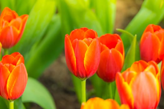 Tulip. Beautiful bouquet of tulips. colorful tulips. tulips in spring,colourful tulip