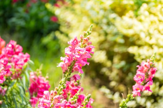 The background image of the colorful flowers, background nature