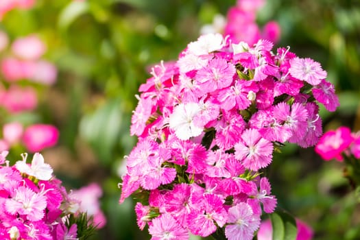 The background image of the colorful flowers, background nature