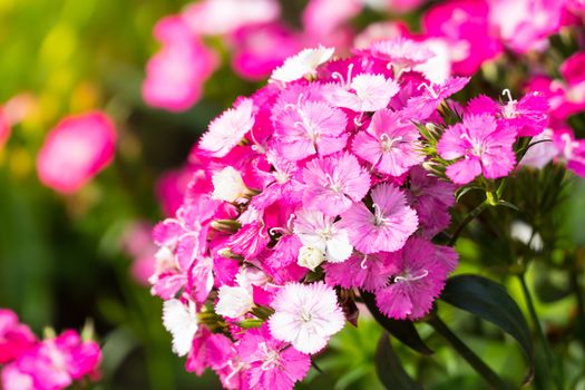 The background image of the colorful flowers, background nature