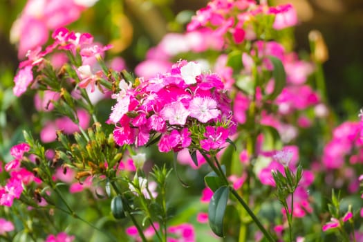 The background image of the colorful flowers, background nature