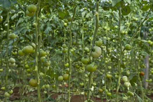 Fresh organic tomatoes growing on the vine inside a large glass house