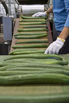 Processing cucumbers in the factory ready for transport to markets and shops