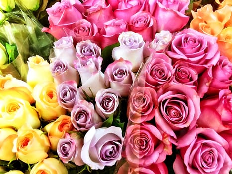 fresh and colorful roses for your love one