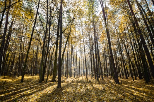 sunlight in the autumn forest, nature series