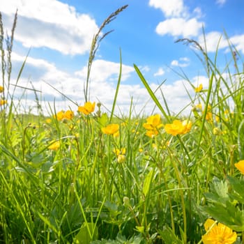 natural green colorful rural meadow, nature series