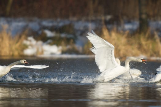 swan on blue lake water in sunny day, swans on pond, nature series