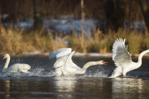 swan on blue lake water in sunny day, swans on pond, nature series