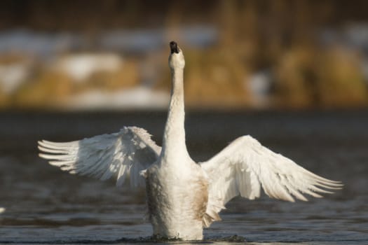 swan on blue lake water in sunny day, swans on pond, nature series